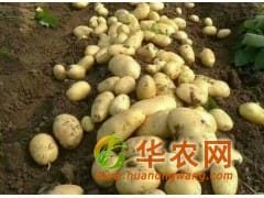 山東土豆大量批發